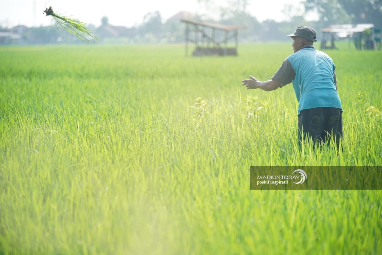 Foto 1 dari 3: Dapat Asuransi Usaha Tani, Petani Padi Kota Madiun Dapat Ganti Rugi Saat Gagal Panen