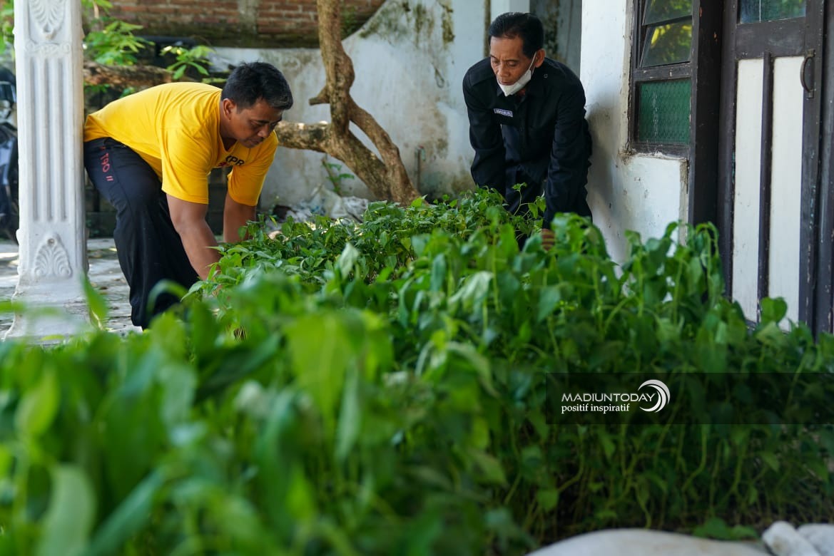 Foto 4 dari 9: Pembagian Bibit Cabai Terus Berlangsung, Ada 8.100 Bibit Untuk 27 Kelurahan