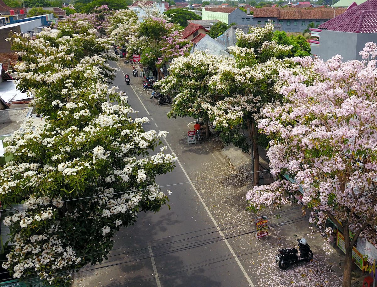 Foto 2 dari 5: Pohon Estetik Penyerap Polusi Udara