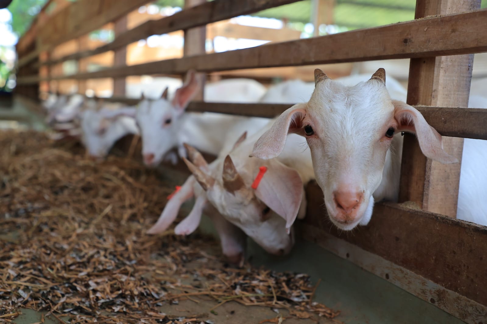 Foto 3 dari 6: Jajaki Bisnis Untuk Tingkatkan Pemberdayaan Masyarakat, Wali Kota Kunjungi Peternakan Kambing Etawa Di Sleman