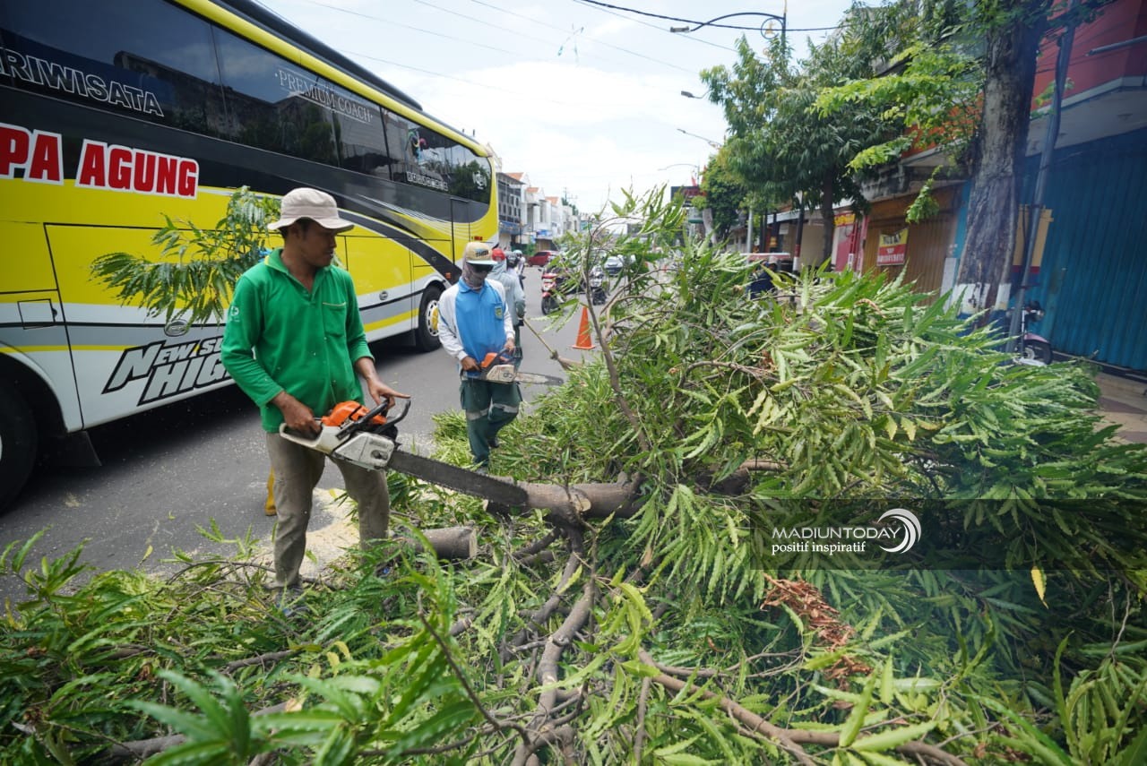 Antisipasi Pohon Tumbang, Disperkim Pangkas Dahan dan Ranting Pohon