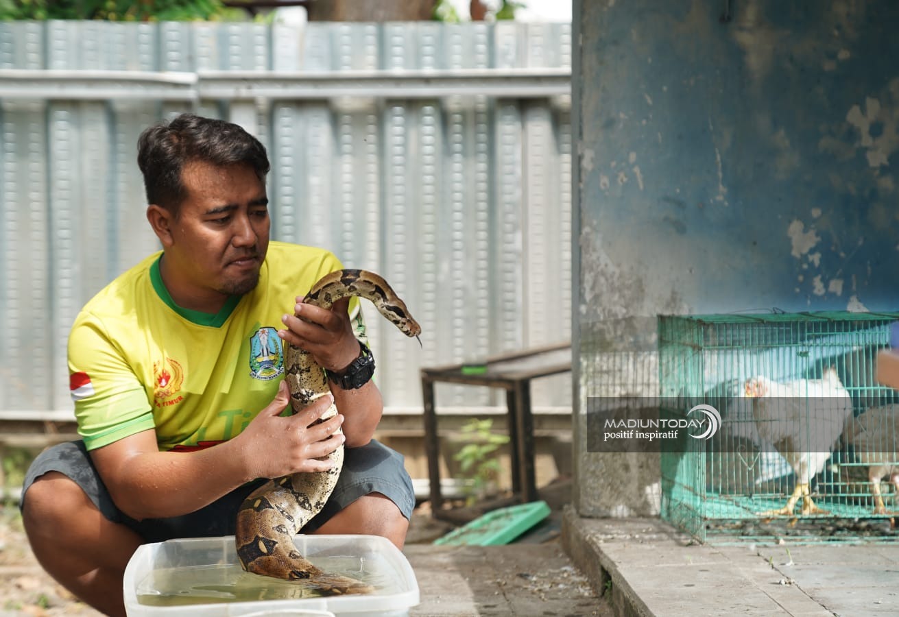 Foto 1 dari 8: Hobi Pelihara Reptil, Anggie Hilda: Mudah Rawat Ular Piton Daripada Ayam