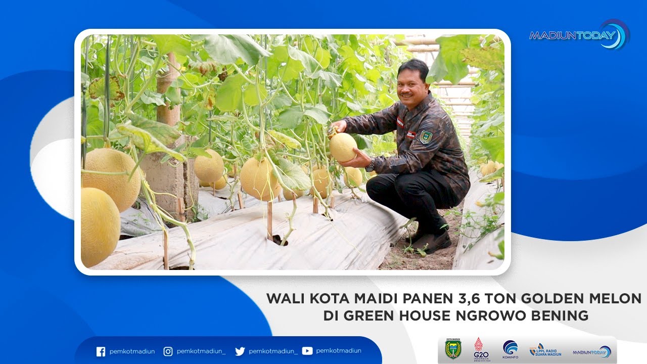 WALI KOTA MAIDI PANEN 3,6 TON GOLDEN MELON DI GREEN HOUSE NGROWO BENING