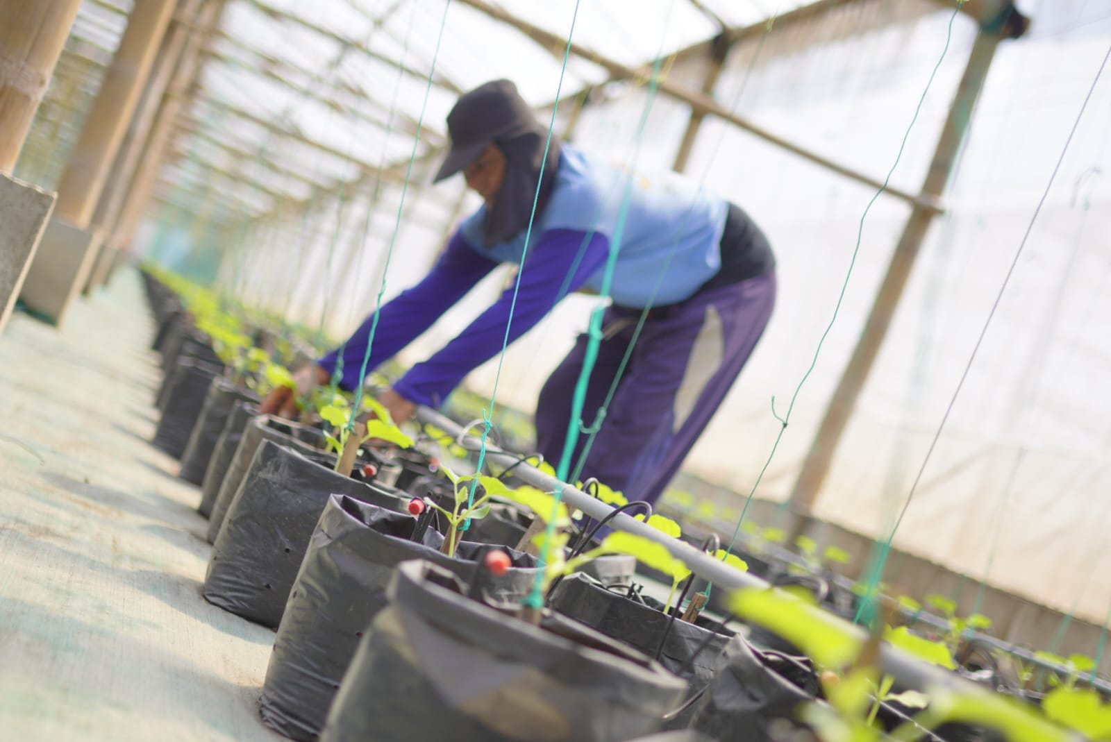 Foto 2 dari 6: Tingkatkan Hasil Panen Melon Ngrowo Bening, Wali Kota Adopsi Sistem Bercocok Tanam Ala Jepang