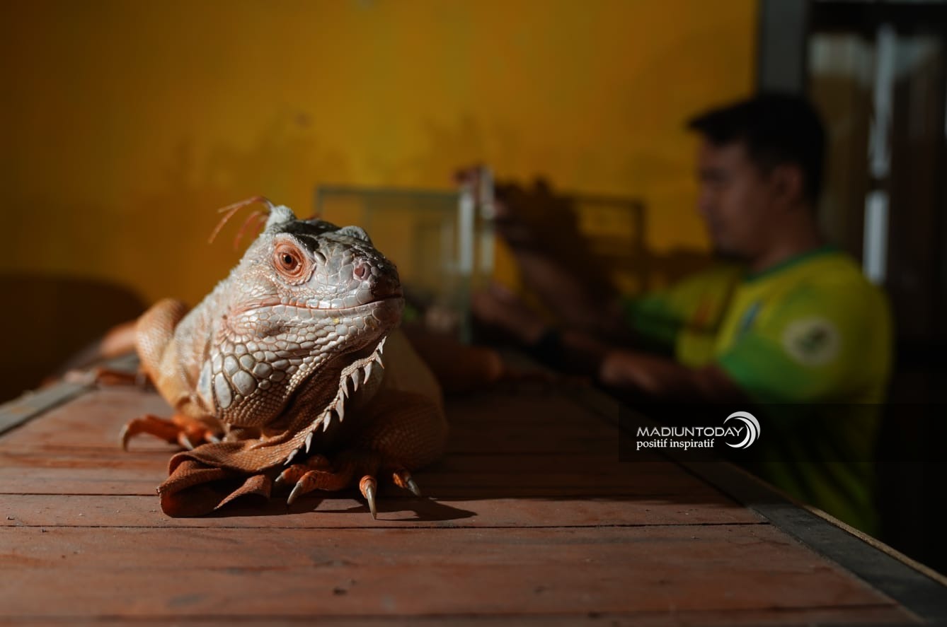 Foto 8 dari 8: Hobi Pelihara Reptil, Anggie Hilda: Mudah Rawat Ular Piton Daripada Ayam