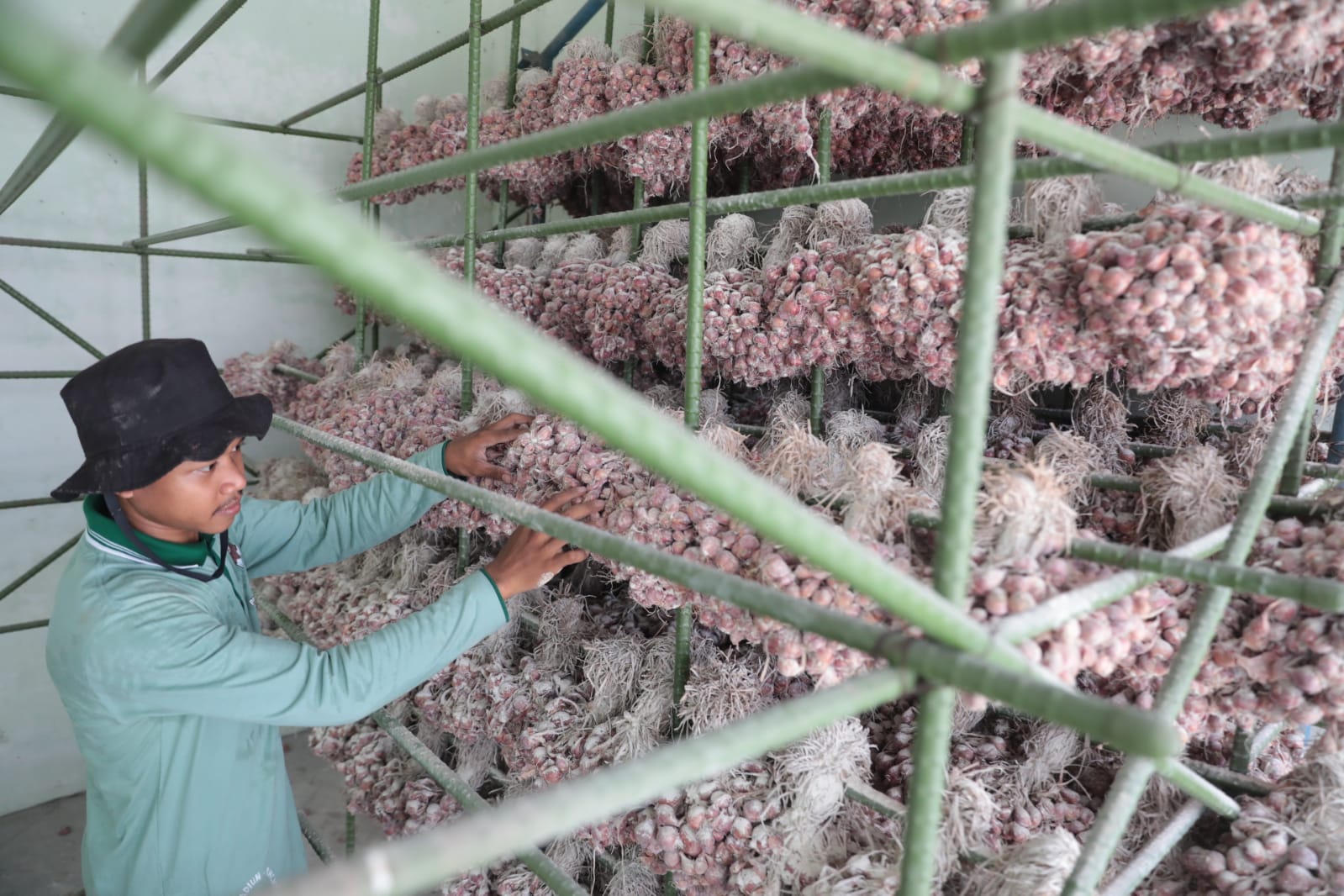 Foto 4 dari 4: Gali Potensi Pertanian Non Padi, DKPP Ajak Petani Tanam Bawang Merah
