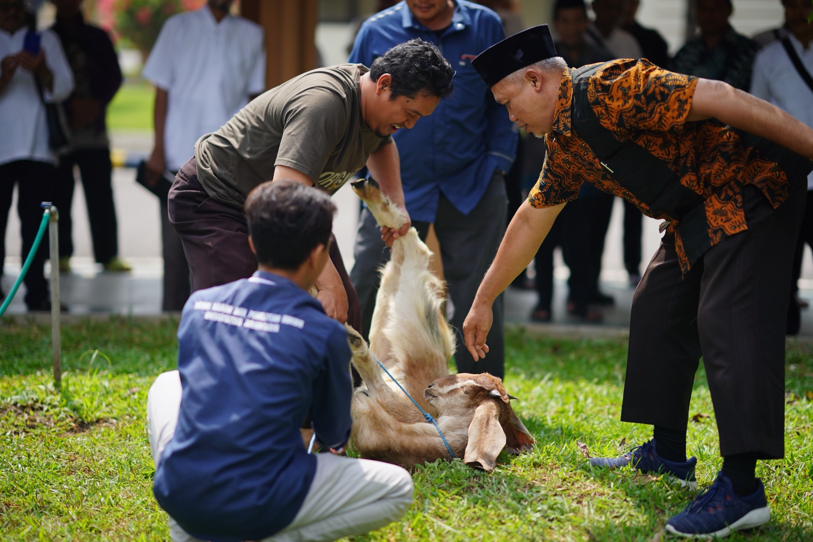 Foto 1 dari 4: Jangan Sembarangan Menyembelih Hewan Kurban, Begini Kata MUI Soal Penyembelihan Sesuai Syariat Islam