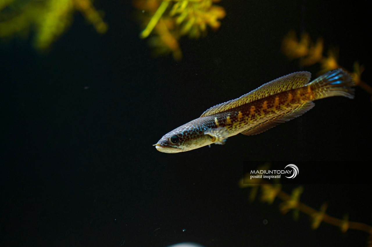 Foto 7 dari 7: Cerita Whisnu Kepincut Ikan Gabus Predator, Perawatan Mudah Hingga Raup Jutaan Rupiah
