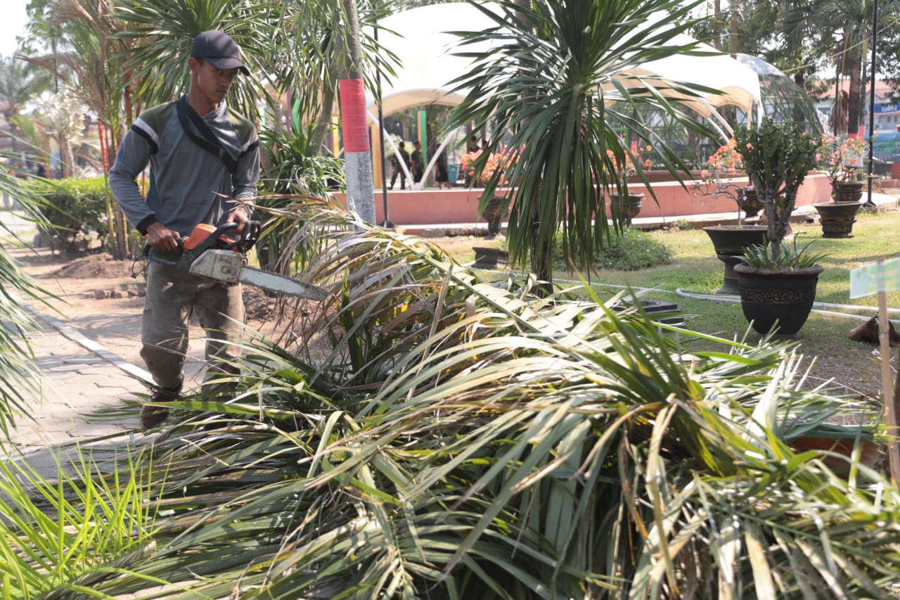 Foto 3 dari 5: Agar Lebih Rapi Sekaligus Antisipasi Angin Kencang, Perkim Lakukan Pemangkasan Pohon