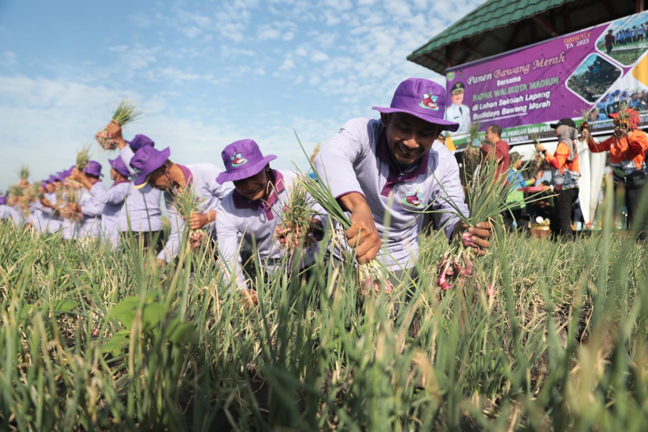 Foto 4 dari 7: Panen Bawang Merah, Wali Kota Gratiskan Aset Pemda untuk Uji Coba Pertanian