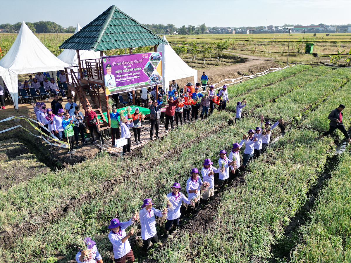 Foto 5 dari 7: Panen Bawang Merah, Wali Kota Gratiskan Aset Pemda untuk Uji Coba Pertanian