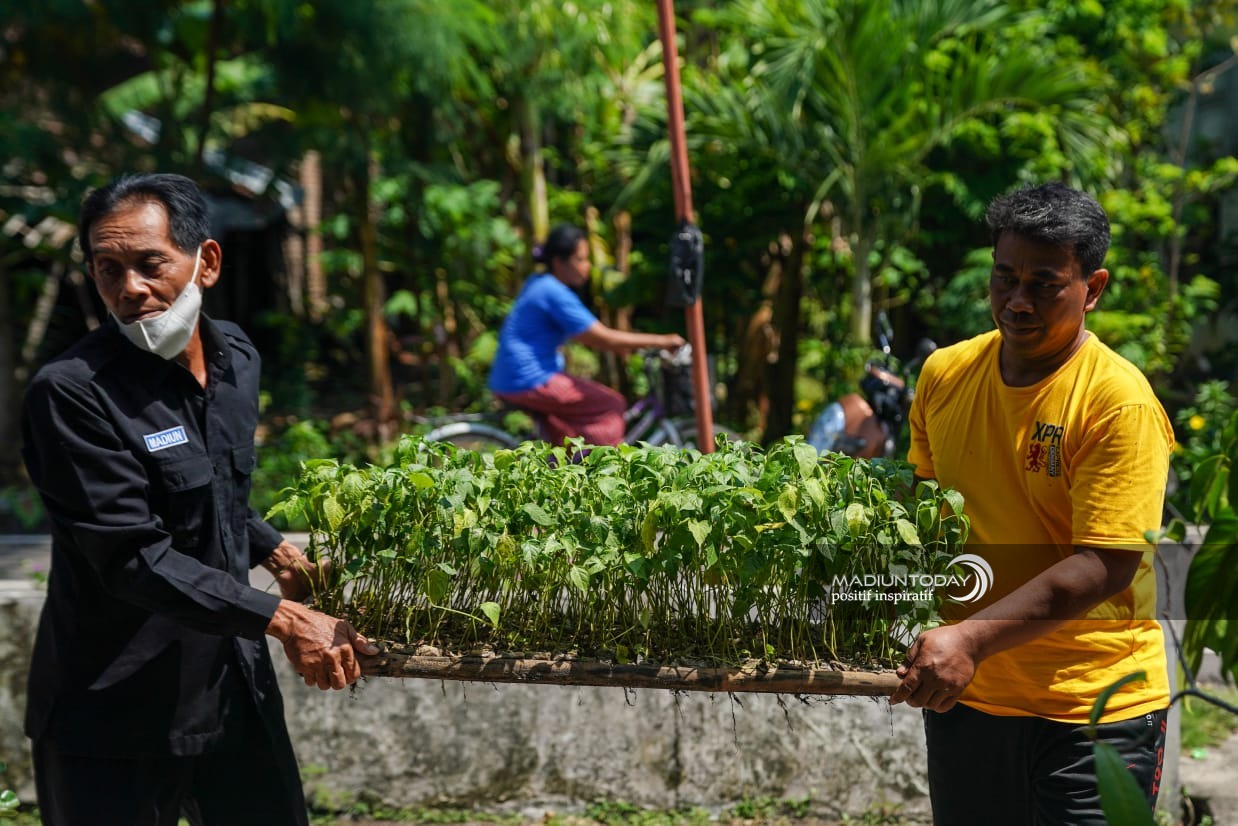 Foto 1 dari 9: Pembagian Bibit Cabai Terus Berlangsung, Ada 8.100 Bibit Untuk 27 Kelurahan