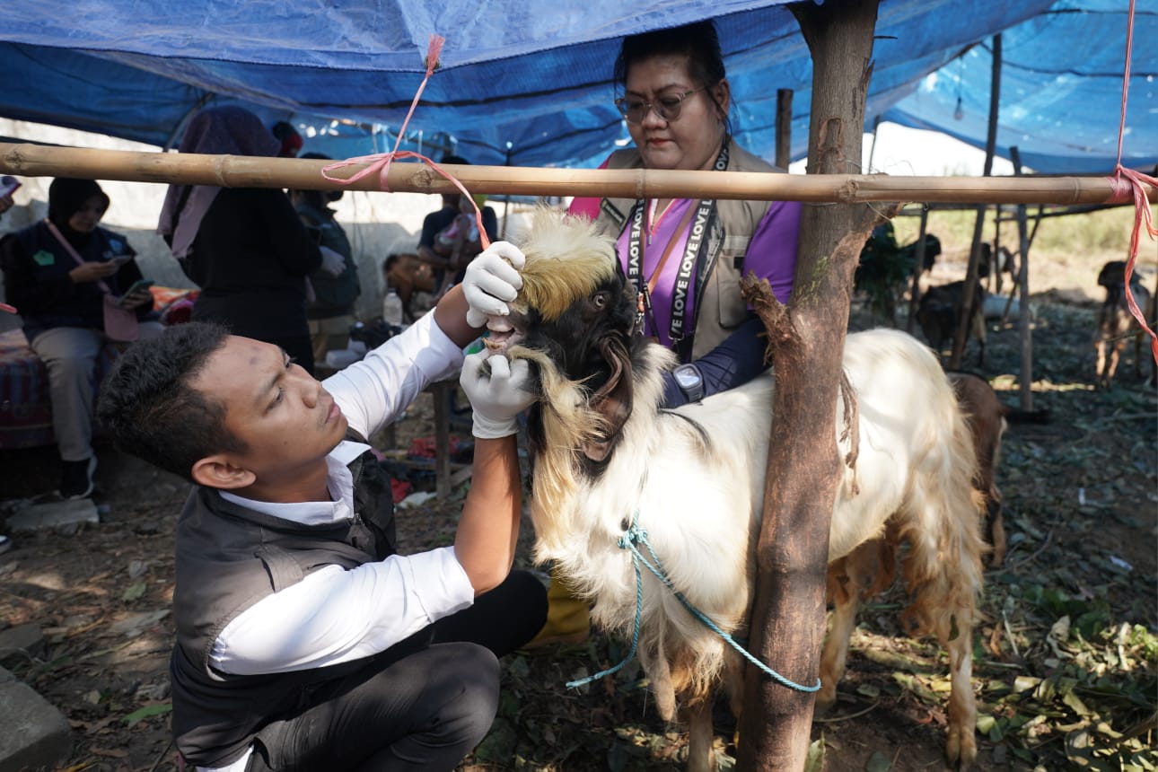 Foto utama berita: Pastikan Hewan Qurban Sehat, DKPP Gelar Pemeriksaan Di Peternak Dan Pedagang