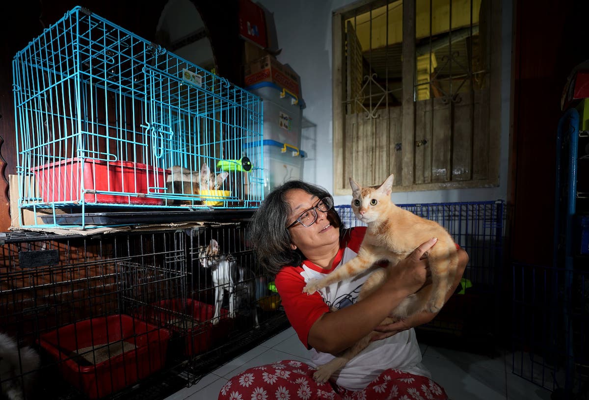 Cerita Rahmadian Lestari Arbianita Adopsi Puluhan Kucing Sakit Dan Terlantar
