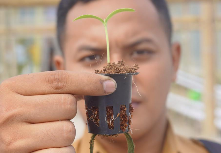 Foto 3 dari 6: Tingkatkan Hasil Panen Melon Ngrowo Bening, Wali Kota Adopsi Sistem Bercocok Tanam Ala Jepang