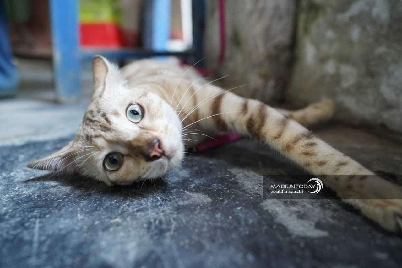 Foto 4 dari 7: Serba-Serbi Merawat Kucing Bengal, Si Aktif Nan Eksotis Yang Bikin Jatuh Hati