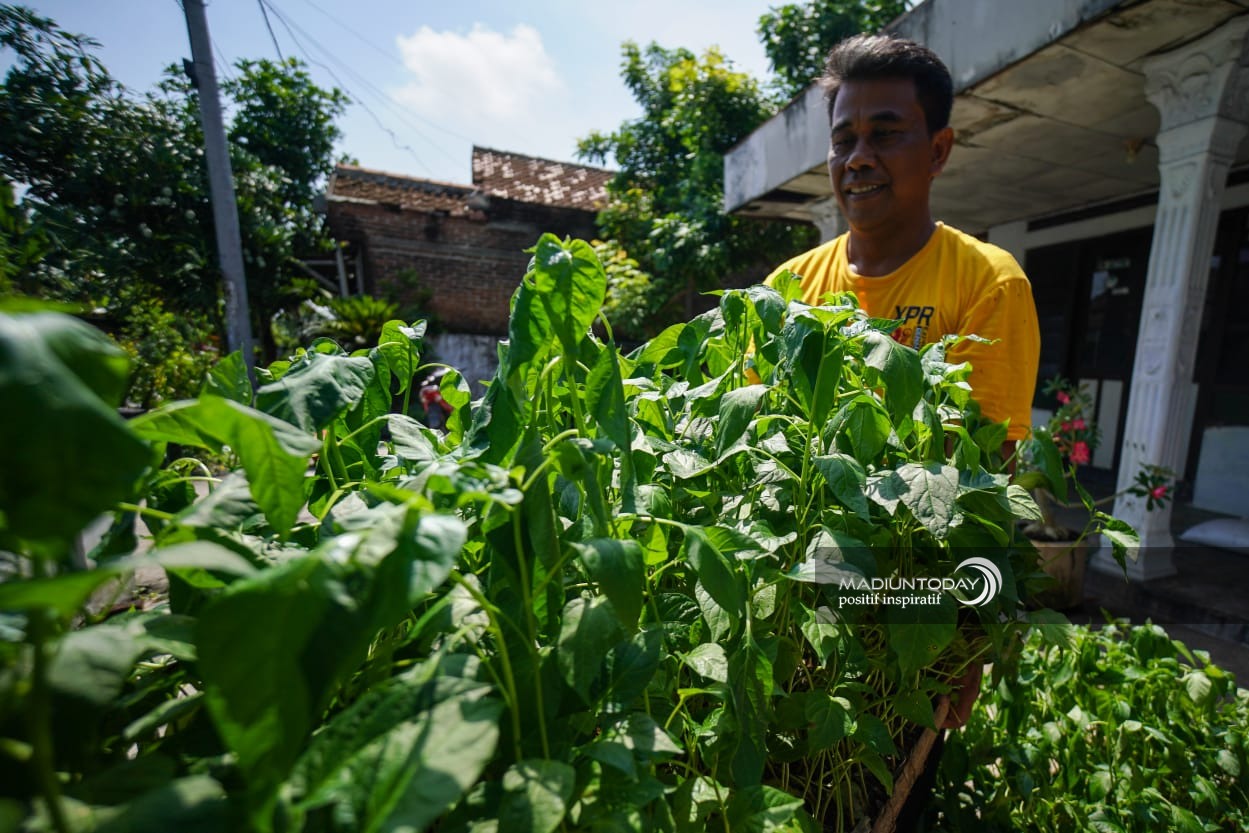 Foto 7 dari 9: Pembagian Bibit Cabai Terus Berlangsung, Ada 8.100 Bibit Untuk 27 Kelurahan