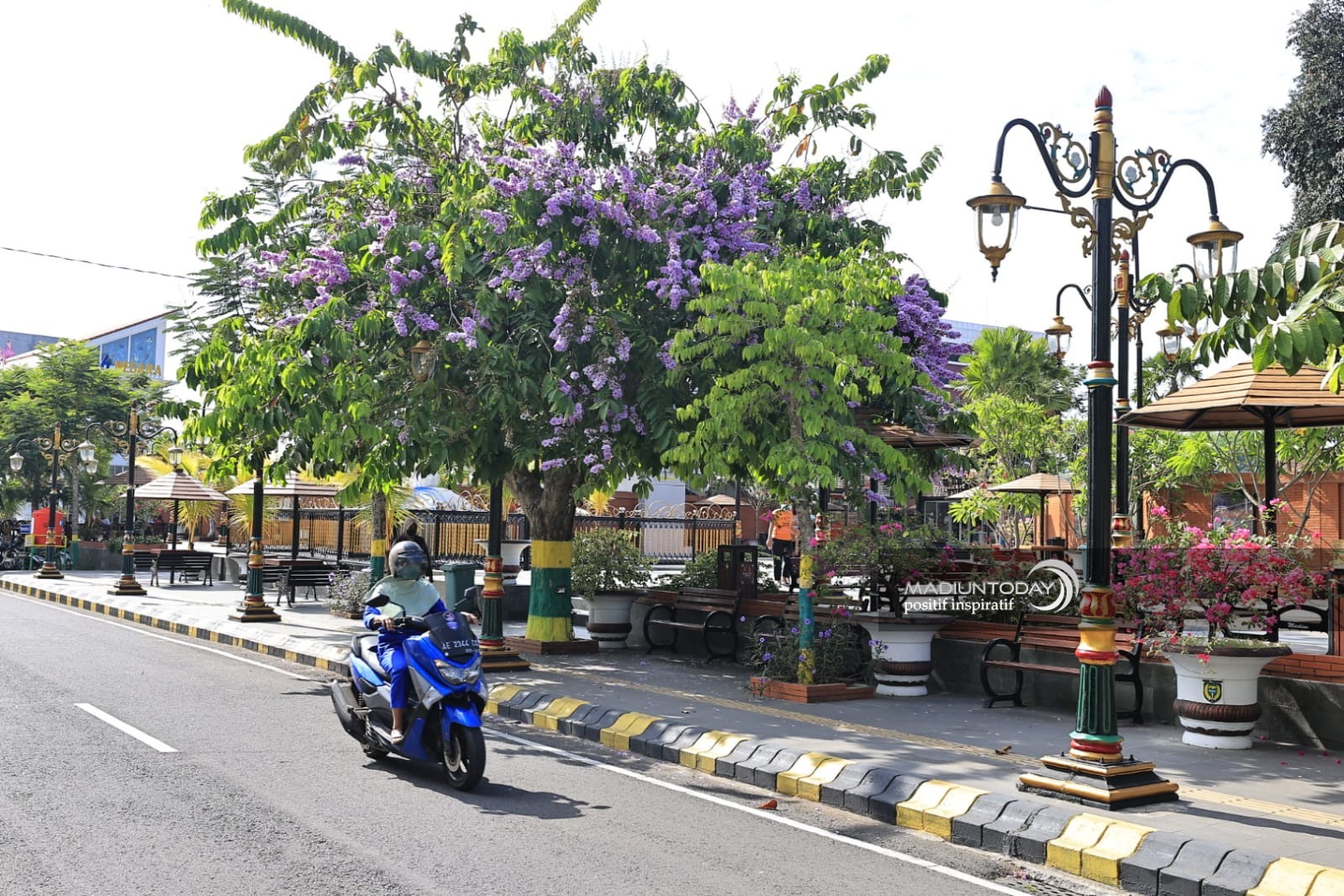 Foto 4 dari 6: Mekar Bungur Tak Kalah Indah Dengan Tabebuya