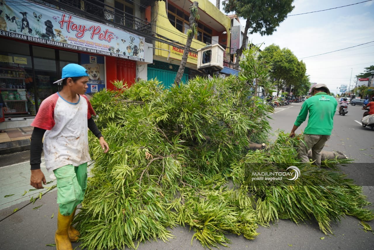 Foto 6 dari 10: Antisipasi Pohon Tumbang, Disperkim Pangkas Dahan dan Ranting Pohon