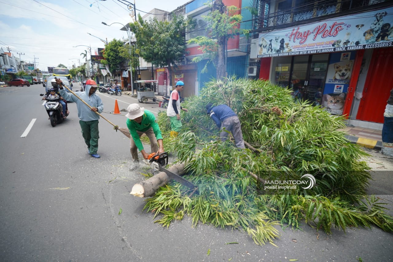 Foto 10 dari 10: Antisipasi Pohon Tumbang, Disperkim Pangkas Dahan dan Ranting Pohon