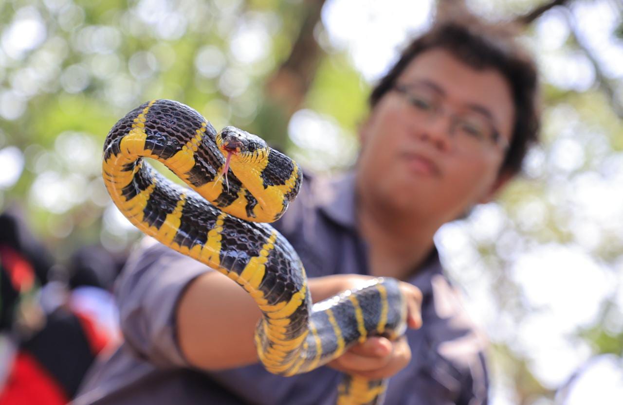 Foto utama berita: Asyiknya Belajar Tentang Ular