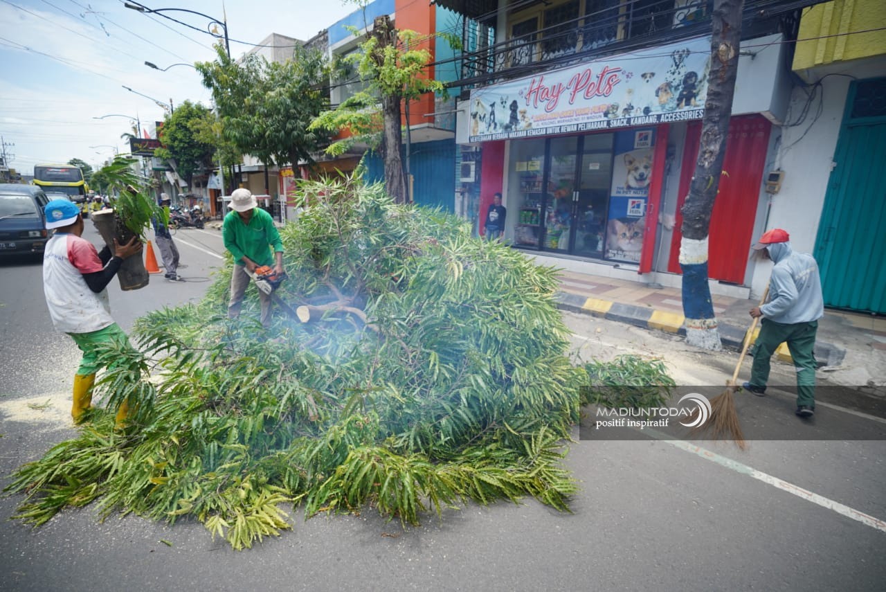 Foto 7 dari 10: Antisipasi Pohon Tumbang, Disperkim Pangkas Dahan dan Ranting Pohon