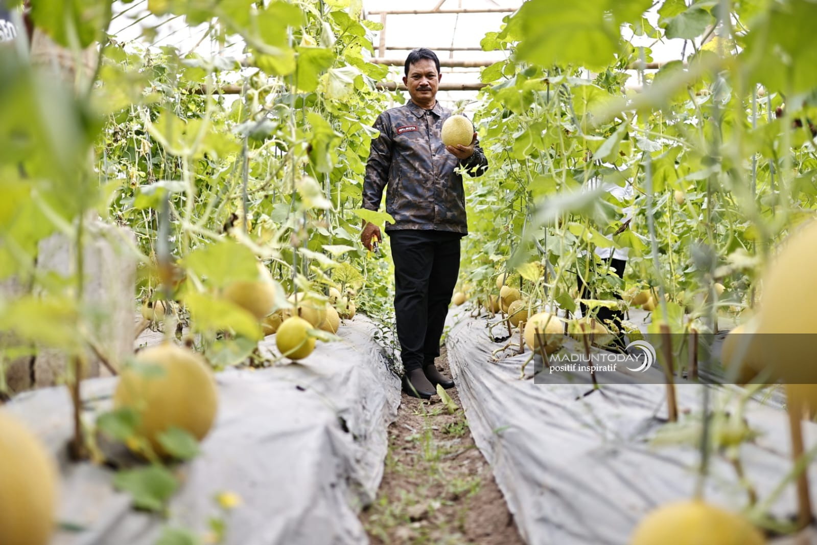 Foto 1 dari 5: Green House Ngrowo Bening Hasilkan 3,6 Ton Melon Golden