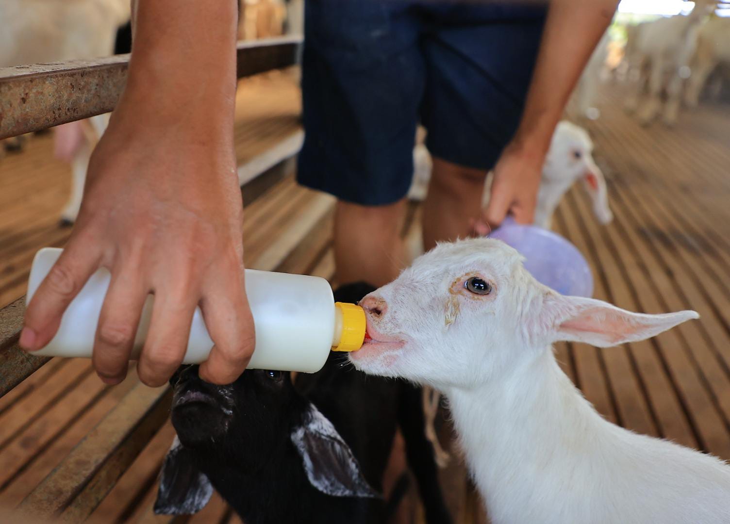 Foto 4 dari 6: Jajaki Bisnis Untuk Tingkatkan Pemberdayaan Masyarakat, Wali Kota Kunjungi Peternakan Kambing Etawa Di Sleman