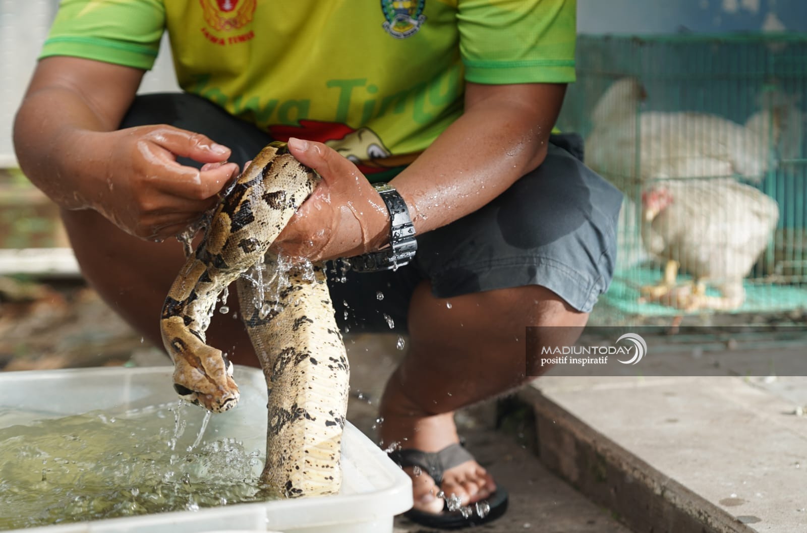 Foto 3 dari 8: Hobi Pelihara Reptil, Anggie Hilda: Mudah Rawat Ular Piton Daripada Ayam