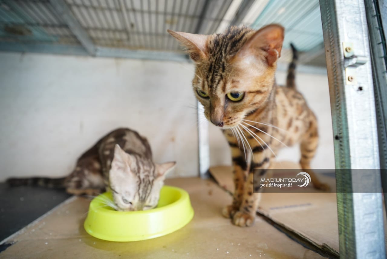 Foto 5 dari 7: Serba-Serbi Merawat Kucing Bengal, Si Aktif Nan Eksotis Yang Bikin Jatuh Hati