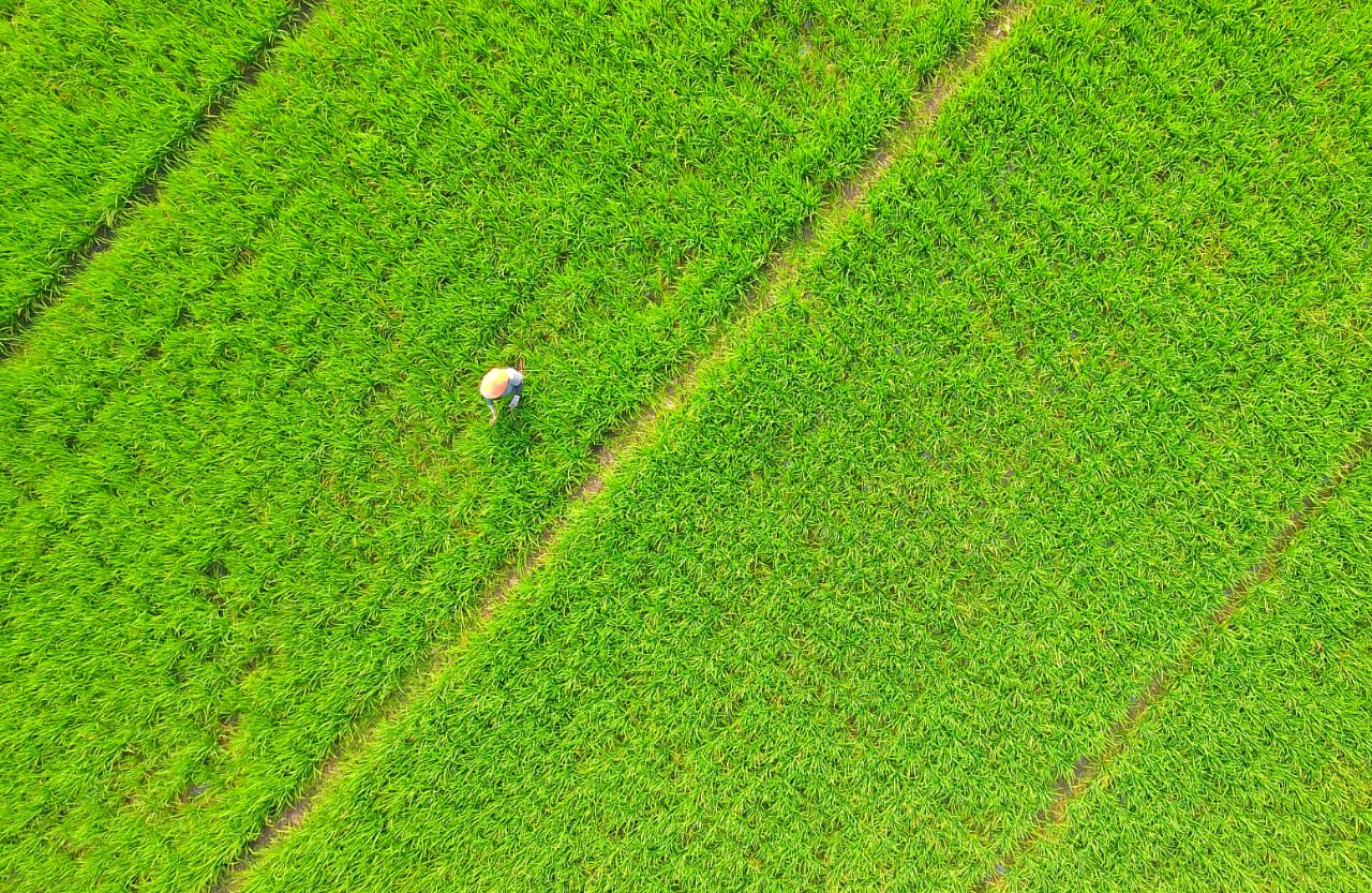 Foto utama berita: Optimalkan Hasil Pertanian, DKPP Salurkan Rp 1,3 Miliar Pupuk Untuk Petani