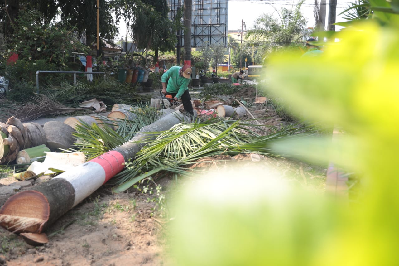 Foto 4 dari 5: Agar Lebih Rapi Sekaligus Antisipasi Angin Kencang, Perkim Lakukan Pemangkasan Pohon