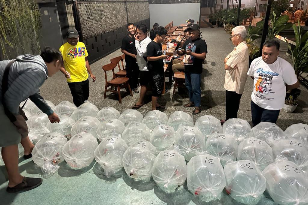 Foto utama berita: Dorong Penghobi Koi, MUKC Gelar Keeping Contest, Pemenang Diumumkan Enam Bulan ke Depan