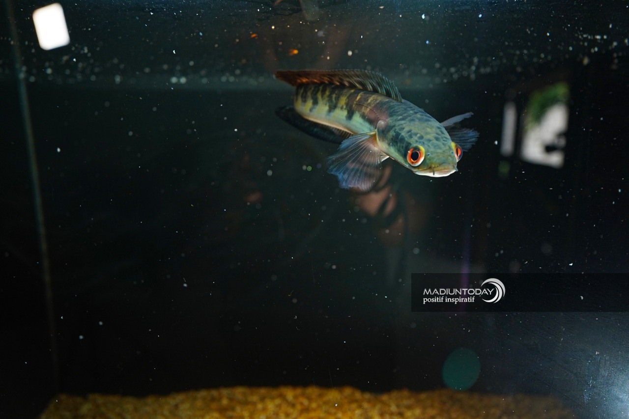 Foto 5 dari 7: Cerita Whisnu Kepincut Ikan Gabus Predator, Perawatan Mudah Hingga Raup Jutaan Rupiah