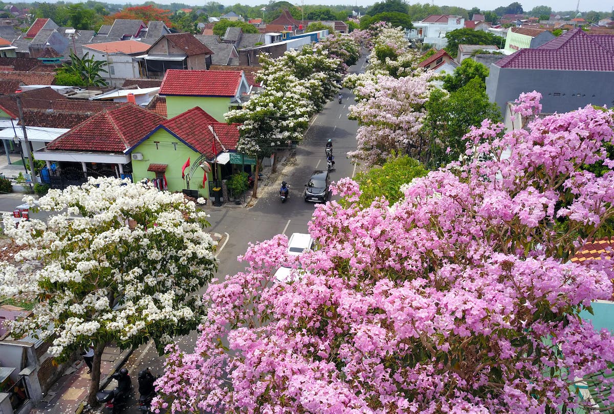 Pohon Estetik Penyerap Polusi Udara