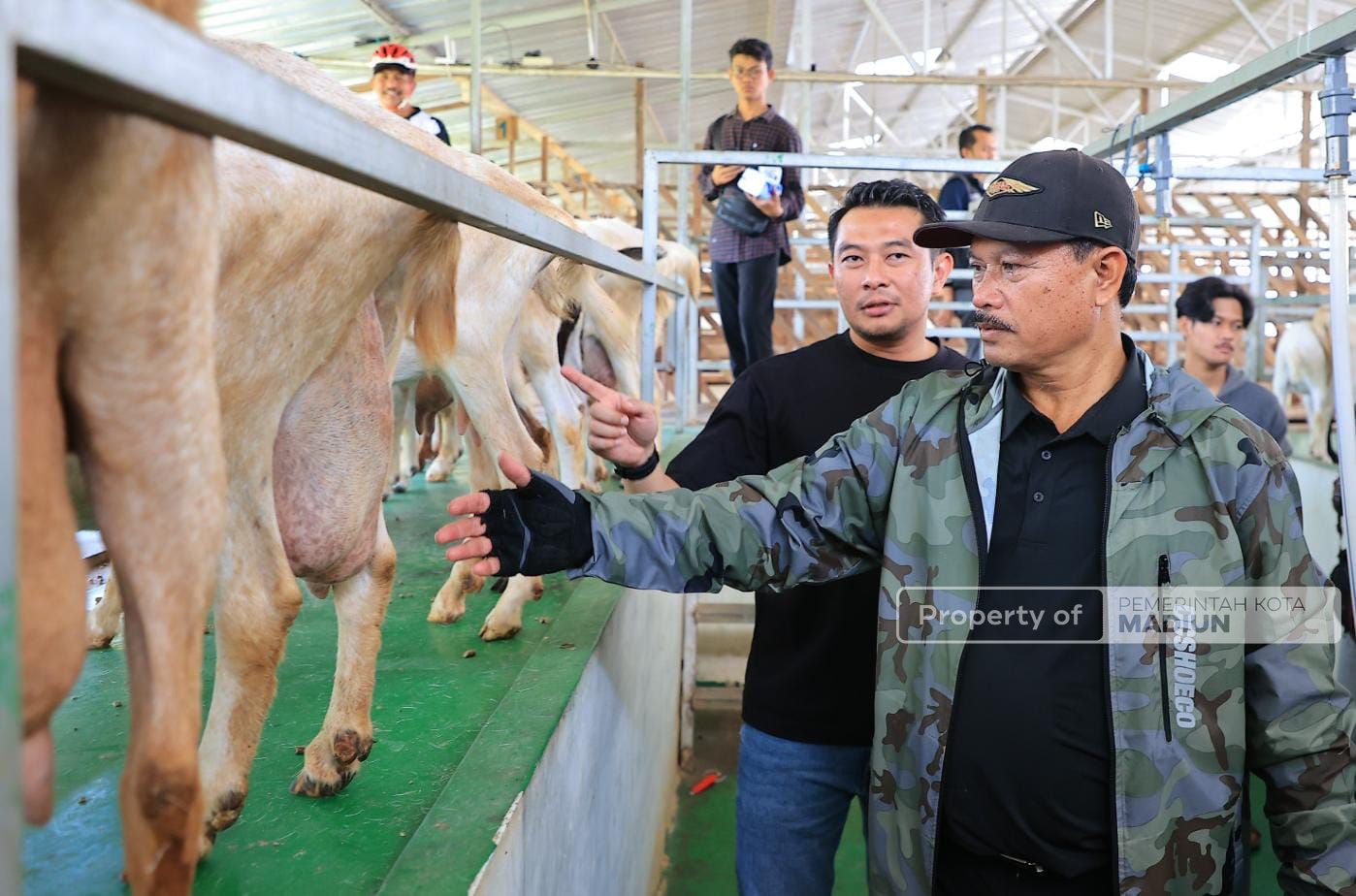 Belum Ada di Mataraman, Wali Kota Ingin Hadirkan Peternakan Kambing Perah dan Industri Pengolahan Susu Kambing di Kota Pendekar