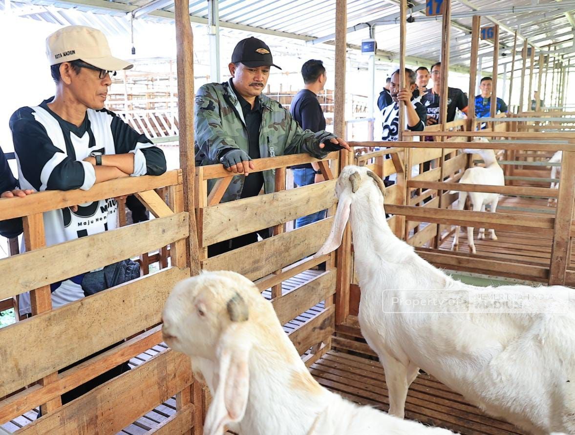 Foto 1 dari 9: Belum Ada di Mataraman, Wali Kota Ingin Hadirkan Peternakan Kambing Perah dan Industri Pengolahan Susu Kambing di Kota Pendekar