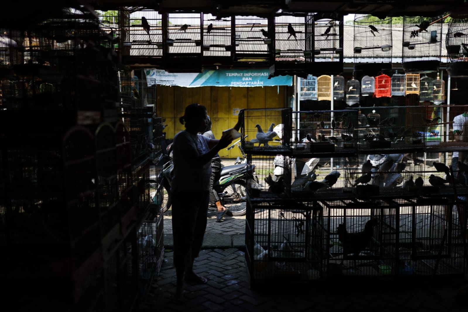 Foto 8 dari 9: Banyak Pengunjung Luar Kota, Pasar Burung Srijaya Buka Peluang Jadi Pasar Wisata