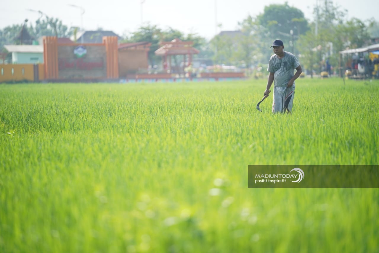 Foto 2 dari 3: Dapat Asuransi Usaha Tani, Petani Padi Kota Madiun Dapat Ganti Rugi Saat Gagal Panen