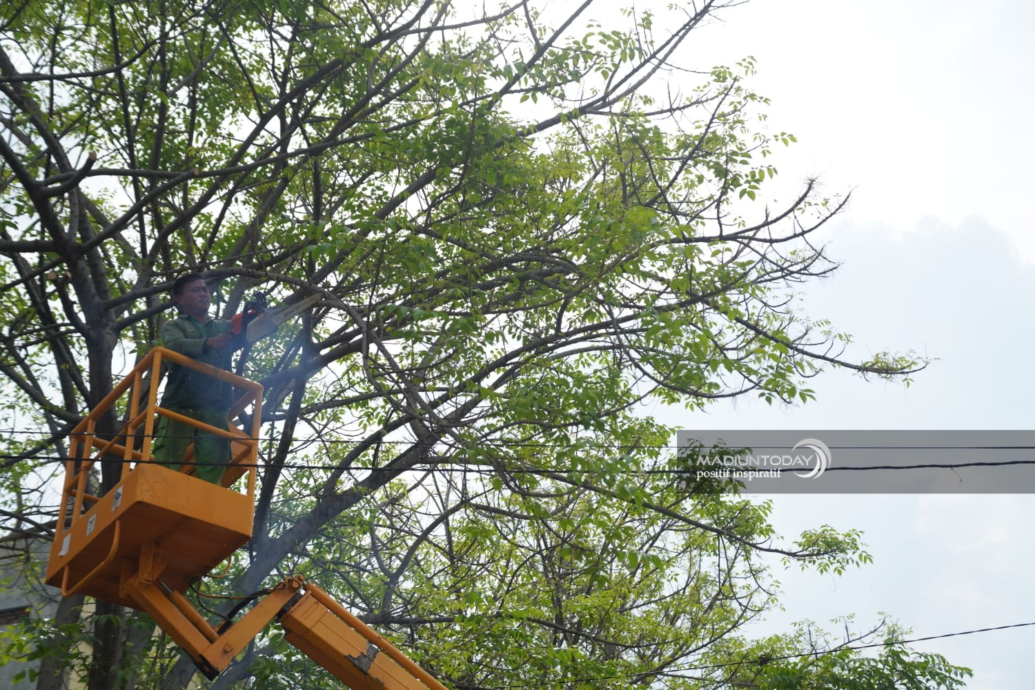 Foto 4 dari 4: Minimalkan Terpaan Angin, Wali Kota: Tinggi Pohon Jangan Lebih Tujuh Meter