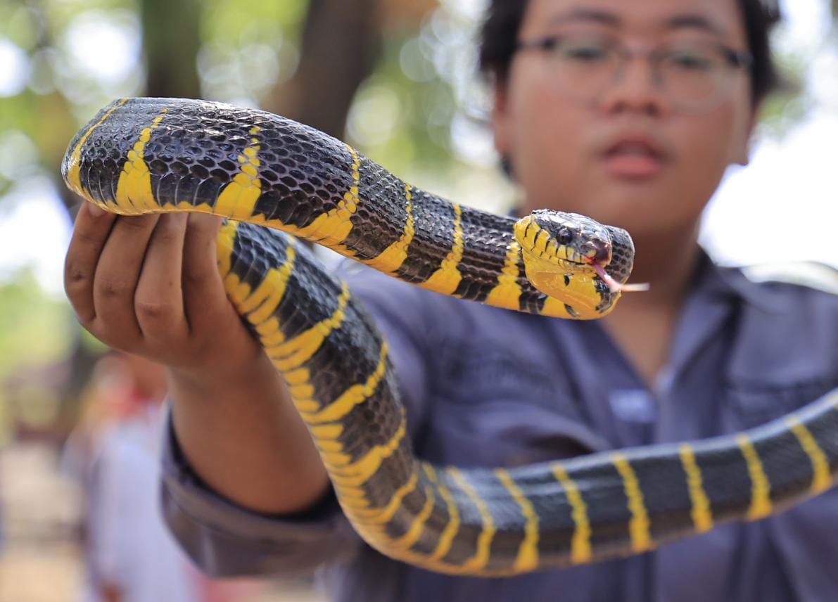 Musim Hujan Tiba, Waspada Ular Keluar Dari Sarangnya