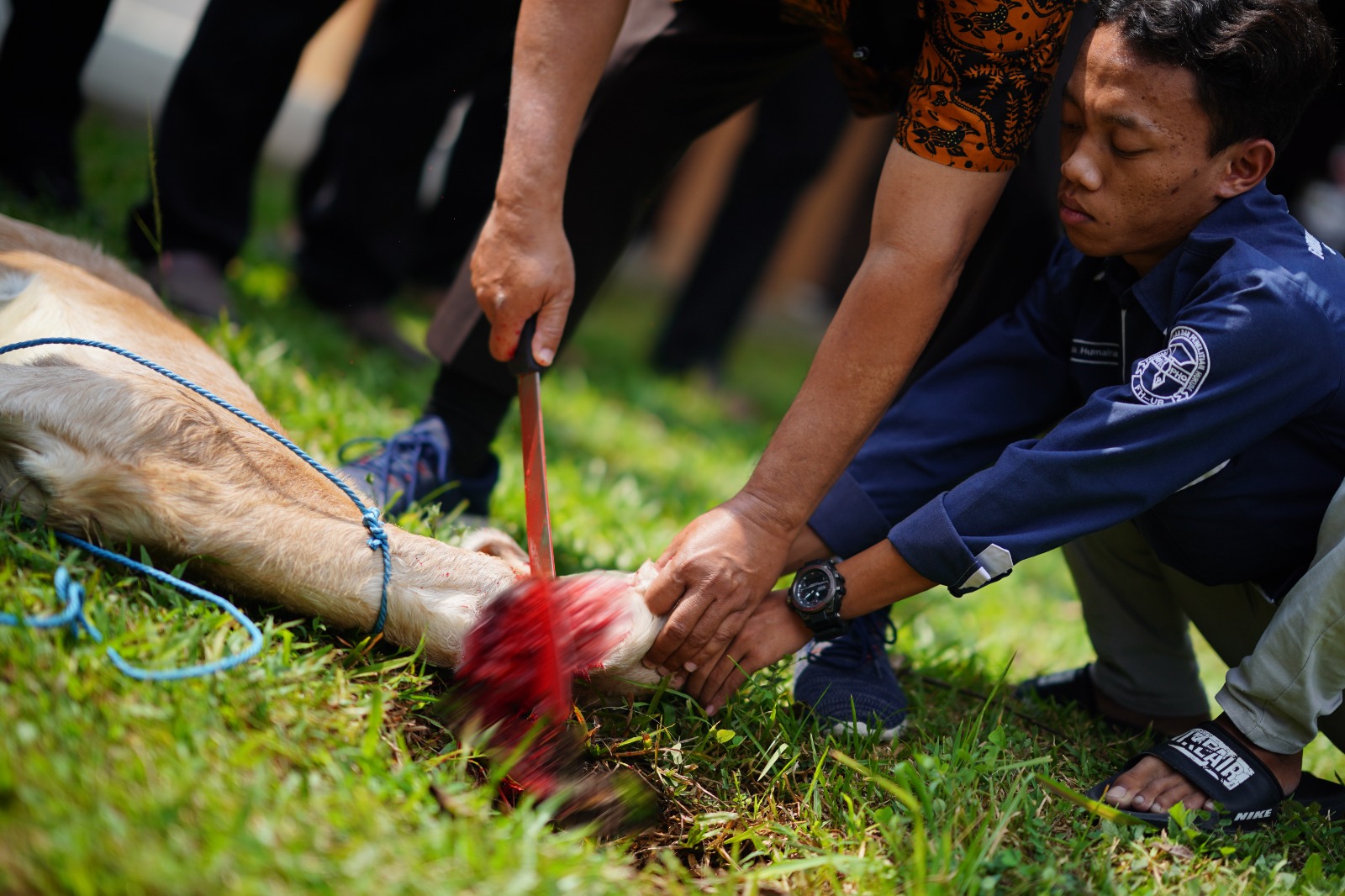 Foto 2 dari 4: Jangan Sembarangan Menyembelih Hewan Kurban, Begini Kata MUI Soal Penyembelihan Sesuai Syariat Islam
