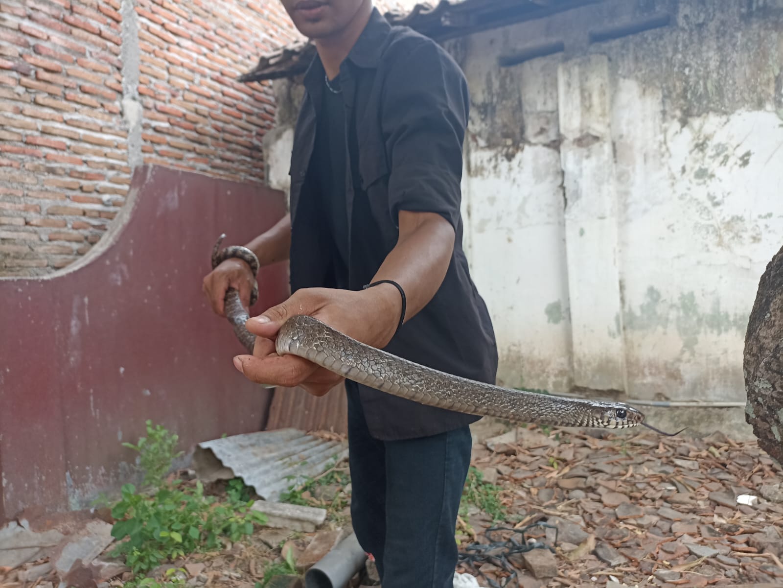 Foto 6 dari 6: Ular Jali Masuk Rumah Warga, Tim Jaga Satwa Bantu Evakuasi