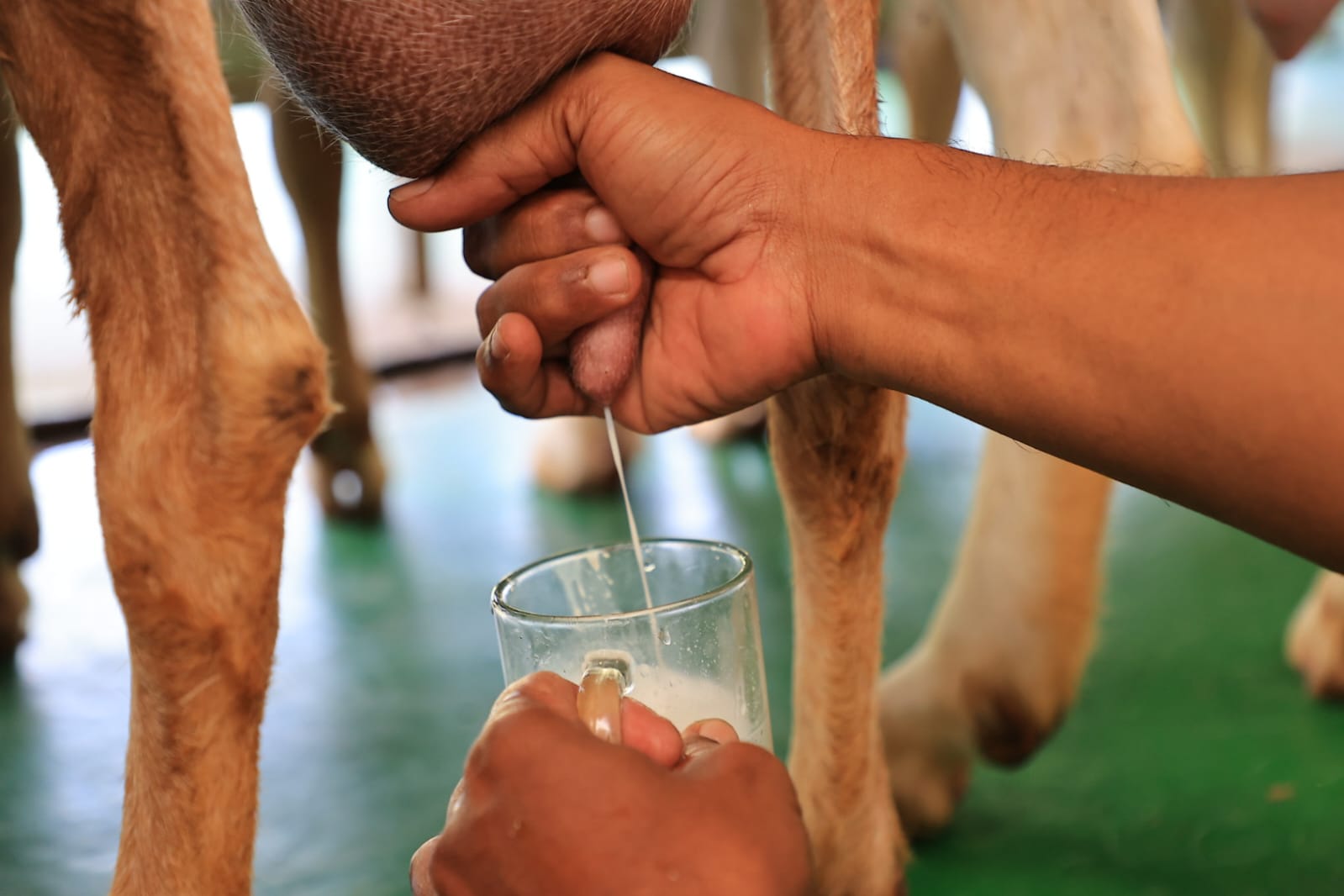 Foto 2 dari 6: Jajaki Bisnis Untuk Tingkatkan Pemberdayaan Masyarakat, Wali Kota Kunjungi Peternakan Kambing Etawa Di Sleman