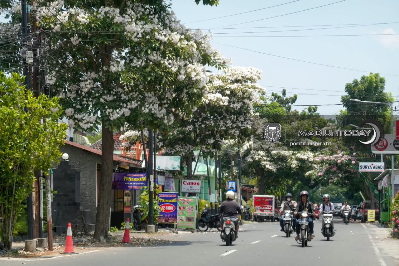 Foto 3 dari 5: Tabebuya Mekar Hiasi Kota, Jalan Ahmad Yani Jadi Sasaran Penanaman Berikutnya