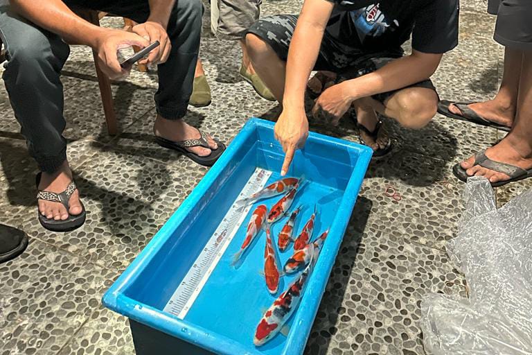 Foto 4 dari 5: Dorong Penghobi Koi, MUKC Gelar Keeping Contest, Pemenang Diumumkan Enam Bulan ke Depan