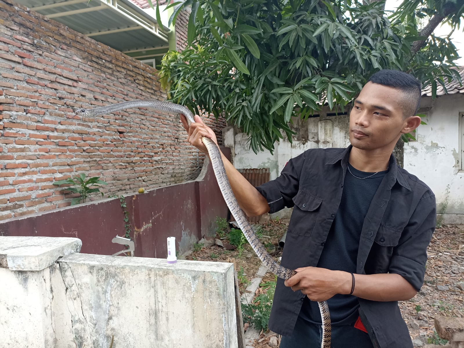 Ular Jali Masuk Rumah Warga, Tim Jaga Satwa Bantu Evakuasi