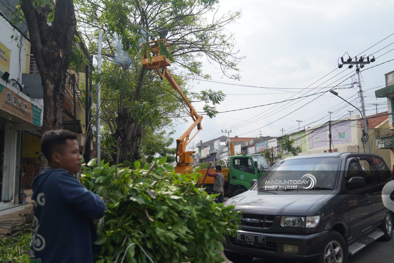 Foto 2 dari 4: Minimalkan Terpaan Angin, Wali Kota: Tinggi Pohon Jangan Lebih Tujuh Meter