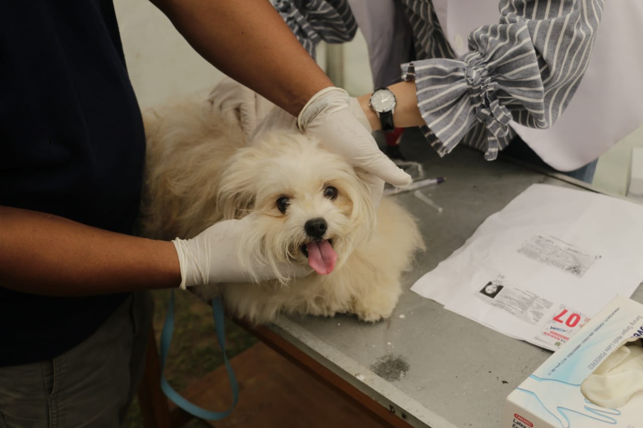 Foto 7 dari 11: Antisipasi Kasus Rabies, Warga Vaksin Hewan Peliharaan Di DKPP