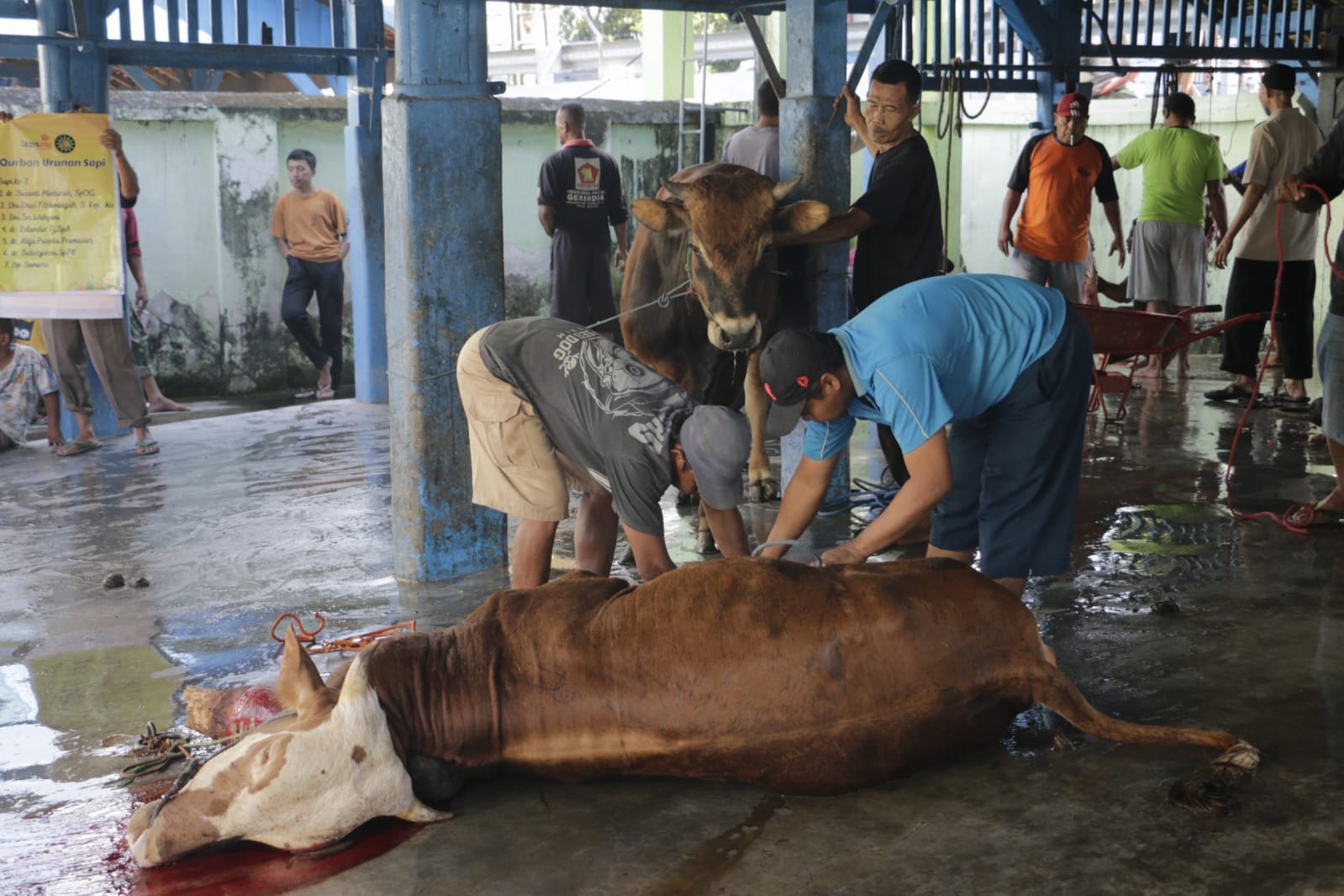 Foto 2 dari 4: Pastikan Hewan Kurban Sehat, DKPP Lakukan Pemeriksaan Post Mortem di RPH